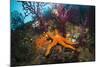 Red Starfish on a Coral Reef (Echinaster Sepositus), Cap De Creus, Costa Brava, Spain-Reinhard Dirscherl-Mounted Photographic Print