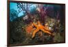 Red Starfish on a Coral Reef (Echinaster Sepositus), Cap De Creus, Costa Brava, Spain-Reinhard Dirscherl-Framed Photographic Print