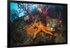 Red Starfish on a Coral Reef (Echinaster Sepositus), Cap De Creus, Costa Brava, Spain-Reinhard Dirscherl-Framed Photographic Print