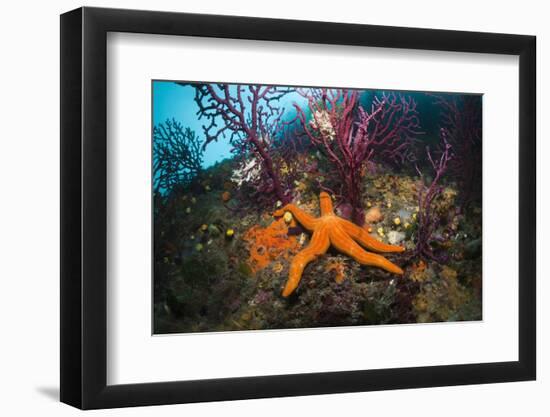 Red Starfish on a Coral Reef (Echinaster Sepositus), Cap De Creus, Costa Brava, Spain-Reinhard Dirscherl-Framed Photographic Print