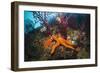 Red Starfish on a Coral Reef (Echinaster Sepositus), Cap De Creus, Costa Brava, Spain-Reinhard Dirscherl-Framed Photographic Print