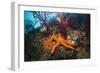 Red Starfish on a Coral Reef (Echinaster Sepositus), Cap De Creus, Costa Brava, Spain-Reinhard Dirscherl-Framed Photographic Print