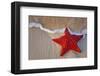 Red Starfish on Thebeach -null-Framed Art Print