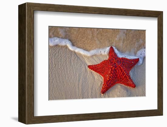 Red Starfish on Thebeach -null-Framed Art Print