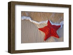 Red Starfish on Thebeach -null-Framed Art Print