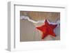 Red Starfish on Thebeach -null-Framed Art Print