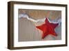 Red Starfish on Thebeach -null-Framed Art Print
