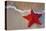 Red Starfish on Thebeach -null-Stretched Canvas