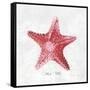 Red Starfish-Eva Watts-Framed Stretched Canvas