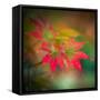 Red Stars in the Garden-Philippe Sainte-Laudy-Framed Stretched Canvas