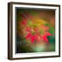Red Stars in the Garden-Philippe Sainte-Laudy-Framed Photographic Print