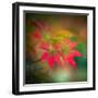 Red Stars in the Garden-Philippe Sainte-Laudy-Framed Photographic Print