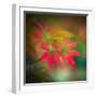 Red Stars in the Garden-Philippe Sainte-Laudy-Framed Photographic Print