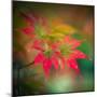 Red Stars in the Garden-Philippe Sainte-Laudy-Mounted Photographic Print