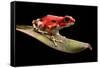 Red Strawberry Poison Dart Frog, Oophaga Pumilio from the Bocas Del Toro Archipelago in Panama. Mor-kikkerdirk-Framed Stretched Canvas