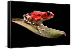 Red Strawberry Poison Dart Frog, Oophaga Pumilio from the Bocas Del Toro Archipelago in Panama. Mor-kikkerdirk-Framed Stretched Canvas