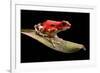 Red Strawberry Poison Dart Frog, Oophaga Pumilio from the Bocas Del Toro Archipelago in Panama. Mor-kikkerdirk-Framed Photographic Print