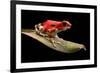 Red Strawberry Poison Dart Frog, Oophaga Pumilio from the Bocas Del Toro Archipelago in Panama. Mor-kikkerdirk-Framed Photographic Print