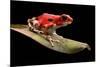 Red Strawberry Poison Dart Frog, Oophaga Pumilio from the Bocas Del Toro Archipelago in Panama. Mor-kikkerdirk-Mounted Photographic Print