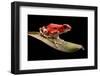 Red Strawberry Poison Dart Frog, Oophaga Pumilio from the Bocas Del Toro Archipelago in Panama. Mor-kikkerdirk-Framed Photographic Print