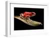 Red Strawberry Poison Dart Frog, Oophaga Pumilio from the Bocas Del Toro Archipelago in Panama. Mor-kikkerdirk-Framed Photographic Print