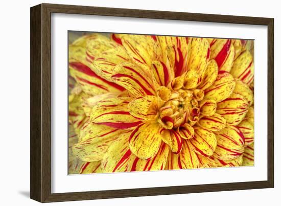 Red Striped Dahlia-George Johnson-Framed Photographic Print