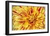 Red Striped Dahlia-George Johnson-Framed Photographic Print