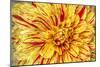 Red Striped Dahlia-George Johnson-Mounted Photographic Print