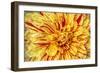 Red Striped Dahlia-George Johnson-Framed Premium Photographic Print