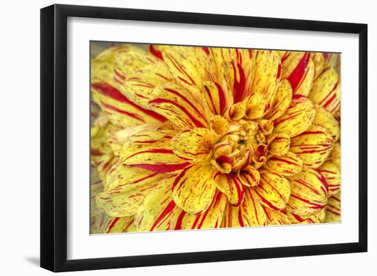 Red Striped Dahlia-George Johnson-Framed Premium Photographic Print