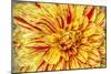 Red Striped Dahlia-George Johnson-Mounted Premium Photographic Print