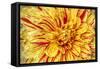 Red Striped Dahlia-George Johnson-Framed Stretched Canvas