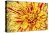 Red Striped Dahlia-George Johnson-Stretched Canvas