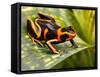 Red Striped Poison Dart Frog-kikkerdirk-Framed Stretched Canvas