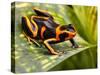 Red Striped Poison Dart Frog-kikkerdirk-Stretched Canvas