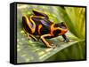 Red Striped Poison Dart Frog-kikkerdirk-Framed Stretched Canvas