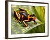 Red Striped Poison Dart Frog-kikkerdirk-Framed Photographic Print