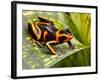 Red Striped Poison Dart Frog-kikkerdirk-Framed Photographic Print