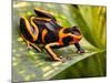 Red Striped Poison Dart Frog-kikkerdirk-Mounted Photographic Print