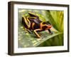 Red Striped Poison Dart Frog-kikkerdirk-Framed Photographic Print