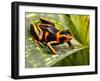 Red Striped Poison Dart Frog-kikkerdirk-Framed Photographic Print