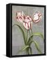 Red-Striped Tulips-John Zaccheo-Framed Stretched Canvas