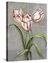 Red-Striped Tulips-John Zaccheo-Stretched Canvas