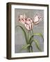 Red-Striped Tulips-John Zaccheo-Framed Giclee Print