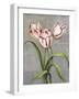 Red-Striped Tulips-John Zaccheo-Framed Giclee Print