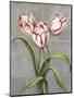 Red-Striped Tulips-John Zaccheo-Mounted Giclee Print