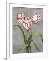 Red-Striped Tulips-John Zaccheo-Framed Giclee Print