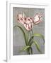 Red-Striped Tulips-John Zaccheo-Framed Giclee Print