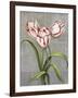 Red-Striped Tulips-John Zaccheo-Framed Giclee Print