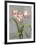 Red-Striped Tulips-John Zaccheo-Framed Giclee Print